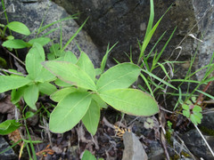 Lonicera villosa
