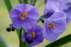 Solanum vescum