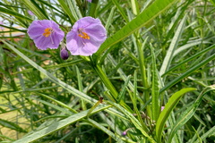 Solanum vescum