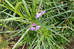 Solanum vescum