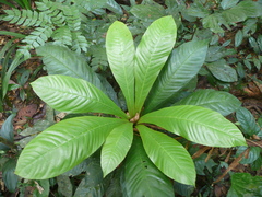 Campylospermum duparquetianum image