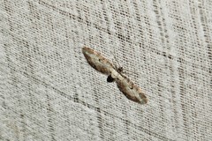 Eupithecia succenturiata