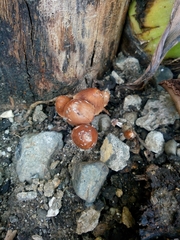 Basidiomycota