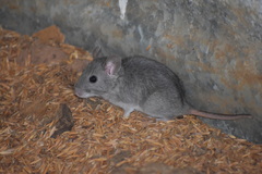 Neotoma micropus
