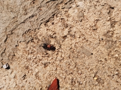 Ronisia