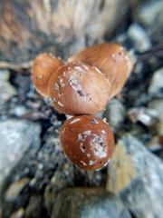 Basidiomycota