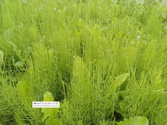 Equisetum arvense