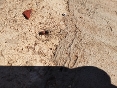 Ronisia