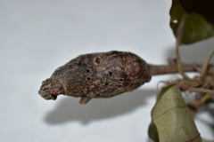 Pseudoneuroterus macropterus