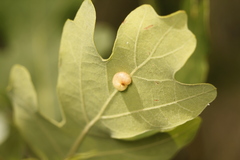 Xanthoteras eburneum