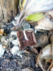 Basidiomycota