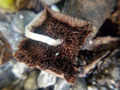 Basidiomycota
