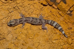 Oedura cincta
