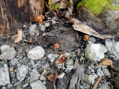 Basidiomycota
