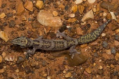 Oedura cincta