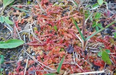 Selaginella helvetica