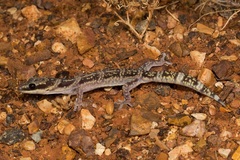 Oedura cincta
