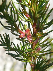 Cliffortia filifolia