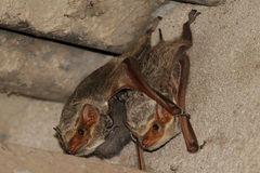 Taphozous mauritianus