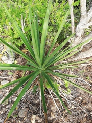 Agave karwinskii