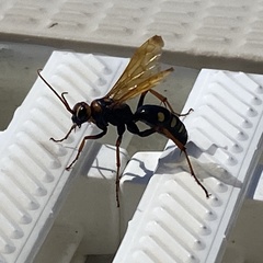 Cryptocheilus octomaculatus