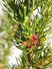 Cliffortia filifolia