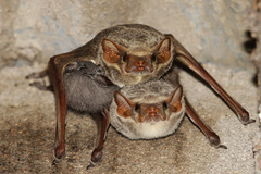 Taphozous mauritianus