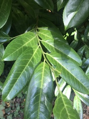 Prunus laurocerasus