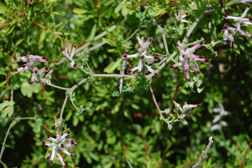 Fumaria melillaica