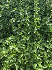 Urtica dioica