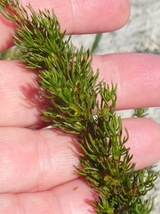Cliffortia filifolia