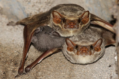 Taphozous mauritianus