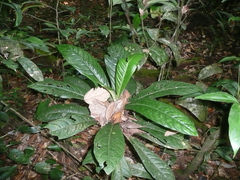Psychotria tetragonopus