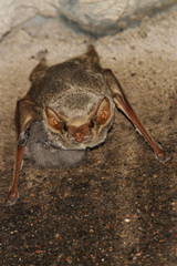 Taphozous mauritianus