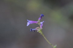Penstemon