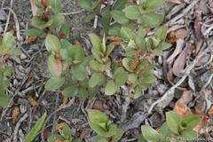 Salix setchelliana