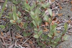 Salix setchelliana