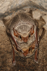 Taphozous mauritianus