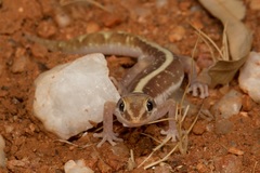 Lucasium immaculatum