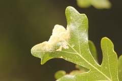 Aceria trichophila