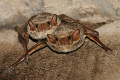 Taphozous mauritianus