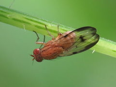 Minettia inusta