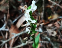 Platanthera brevicalcarata