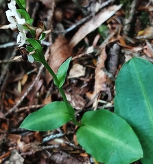 Platanthera brevicalcarata