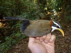 Pomatorhinus schisticeps