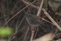 Ficedula superciliaris