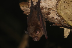 Rhinolophus lepidus