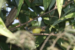 Abroscopus superciliaris