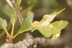 Aceria trichophila