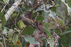 Cyanoderma rufifrons